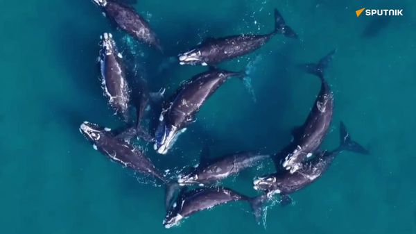 Nature's Greatest Spectacle: Witnessing Whale Births - Sputnik Africa