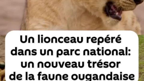 Un lionceau repéré dans un parc national en Ouganda: un nouveau trésor du pays - Sputnik Afrique