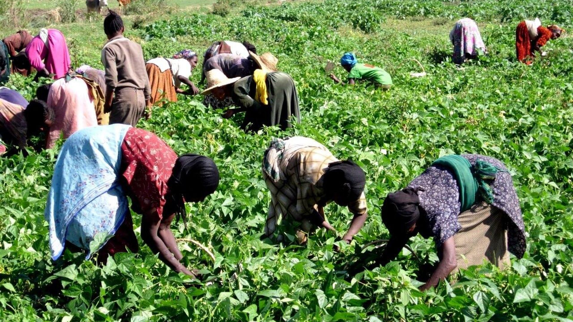 L'Éthiopie inaugure un système qui permet aux agriculteurs d'obtenir des prêts en utilisant leurs récoltes stockées comme garantie L'Éthiopie inaugure un système qui permet aux agriculteurs d'obtenir des prêts en utilisant leurs récoltes stockées comme garantie - Sputnik Afrique, 1920, 10.06.2026