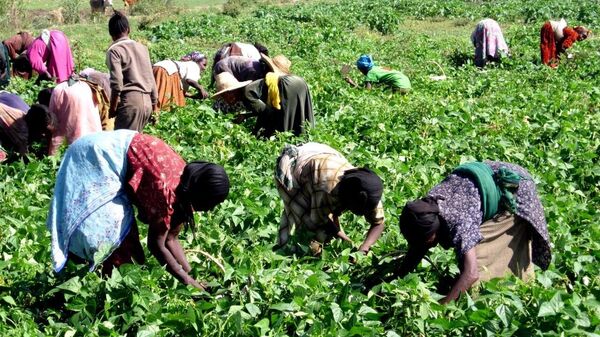 L'Éthiopie inaugure un système qui permet aux agriculteurs d'obtenir des prêts en utilisant leurs récoltes stockées comme garantie - Sputnik Afrique