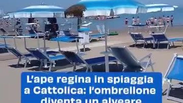 Italy's Most Unlikely Beach Squatter: A Bee Swarm - Sputnik Africa