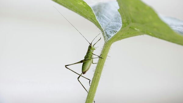 Fighting Pests With Pests: Ethiopia Launches First Beneficial Insect Breeding Center - Sputnik Africa