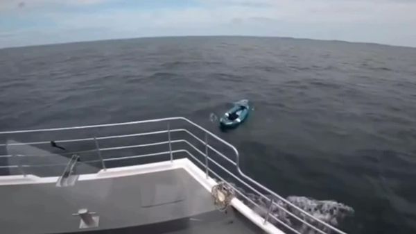 Un chien dérivant seul dans la mer du Nord a été sauvé par un bateau de tourisme - Sputnik Afrique
