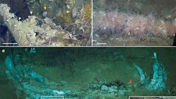 Des scientifiques ont découvert le plus grand cimetière de baleines connu dans l'océan Indien - Sputnik Afrique