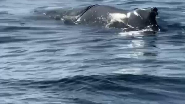 Humpback Whale Freed From Ropes on First Attempt in Russia - Sputnik Africa