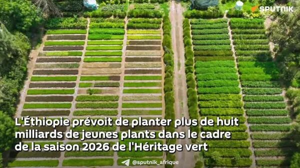L'Éthiopie prépare plus de huit milliards de plants pour une campagne de plantation - Sputnik Afrique
