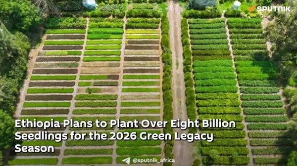 Ethiopia Prepares Over Eight Billion Seedlings for 2026 Green Legacy Planting Season - Sputnik Africa