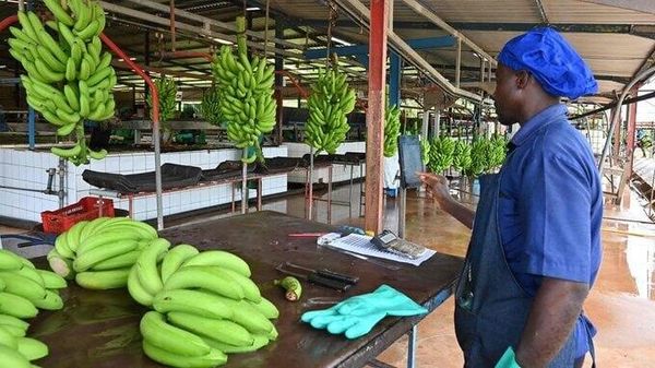 L'exportation de bananes du Cameroun a augmenté de près de 20 % au cours des cinq premiers mois de 2026 — médias - Sputnik Afrique