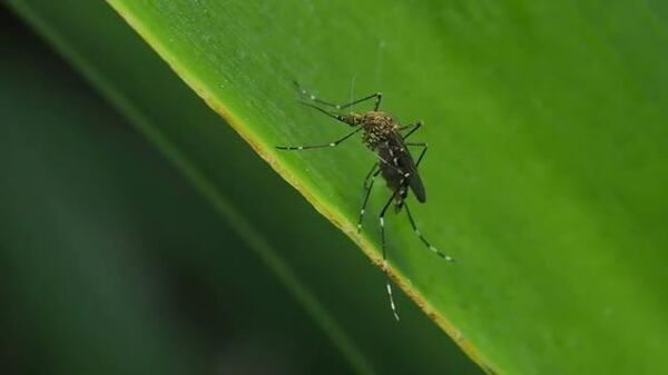 Russian Scientists Travel to Sahel to Test Most Effective Mosquito Repellents - Sputnik Africa