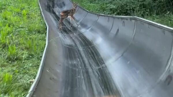 Moment improbable: une biche en pleine piste de bobsleigh - Sputnik Afrique