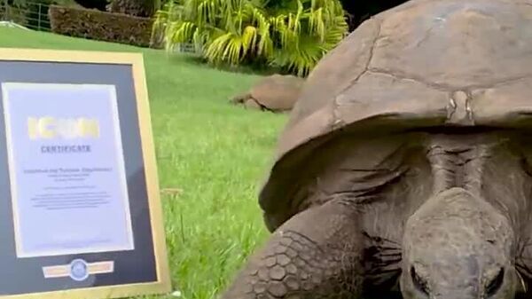Jonathan, la tortue géante de 194 ans, devient une icône du Guinness - Sputnik Afrique