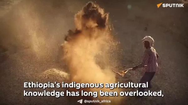 Reviving Indigenous Farming: Ethiopia Aims to Enhance Food Sovereignty - Sputnik Africa