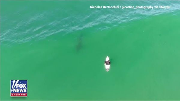 Drone Operator Saves Surfer From Circling Shark off California Coast - Sputnik Africa