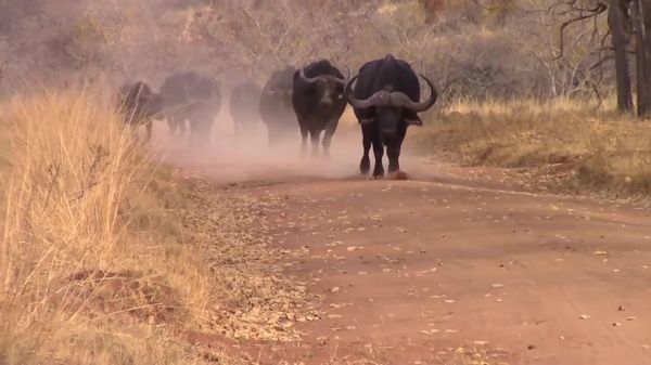 Tanzania Leads Africa in Lion & Buffalo Populations: Media - Sputnik Africa