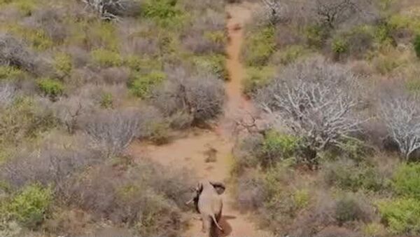 Successful Translocation of Elephants Brings Relief to Farmers in Southern Kenya: Kenya Wildlife Service - Sputnik Africa