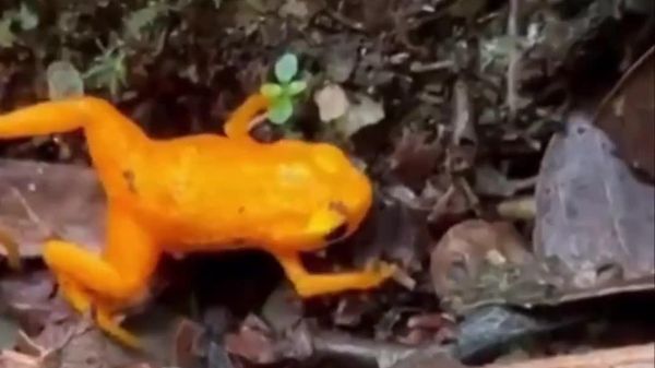 Tiny Golden Drop Frog, Just 1 cm Long, Discovered in Brazil - Sputnik Africa