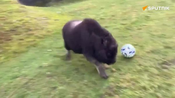 World Cup Fever Hits US Zoo! - Sputnik Africa