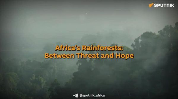 Africa's Rainforests: Growing Threats & Conservation Success Stories - Sputnik Africa