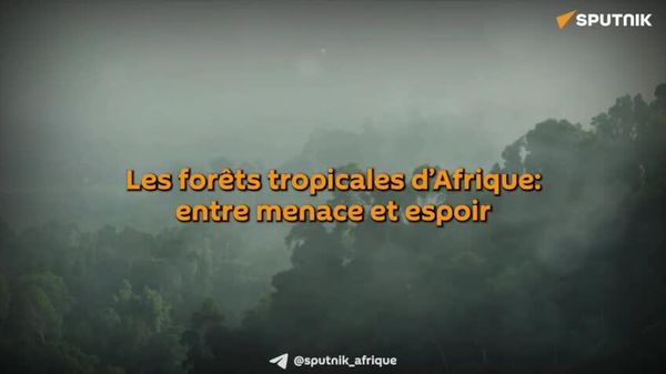 Forêts d’Afrique: le géant silencieux qui vacille - Sputnik Afrique