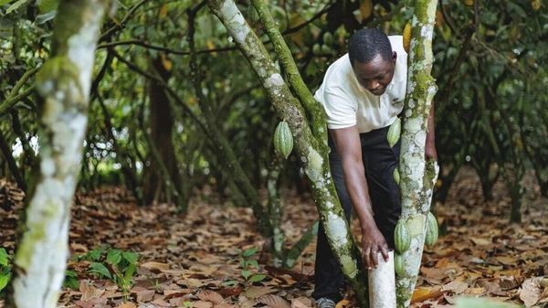 Heavy Rains Raise Fears of Flooding & Disease for Côte d'Ivoire's Cocoa Farmers: Reports - Sputnik Africa