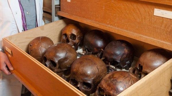 DRC Demands Belgium Return Hundreds of Colonial-Era Skulls: Reports - Sputnik Africa