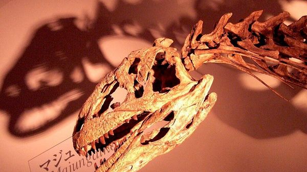Madagascar’s Majungasaurus Skeleton Finds New Home at Zoological Park - Sputnik Africa