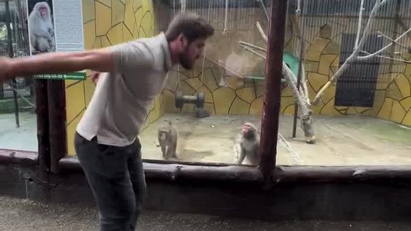 Qui regarde qui au zoo? - Sputnik Afrique