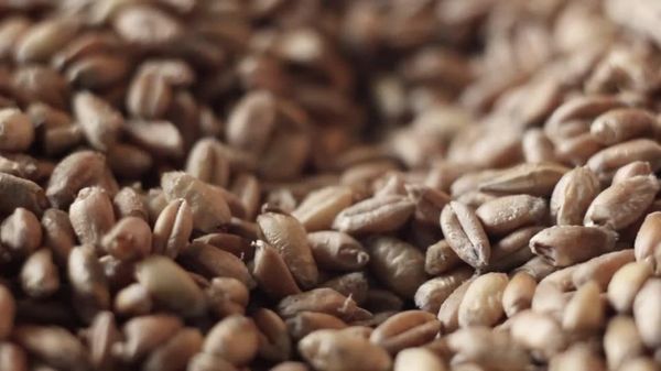 Russia Ready for Free Grain Deliveries to Africa If Approved: Deputy PM - Sputnik Africa