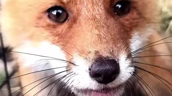 Baby Fox Gets Second Chance in Moscow Region After Being Hit by Car - Sputnik Africa