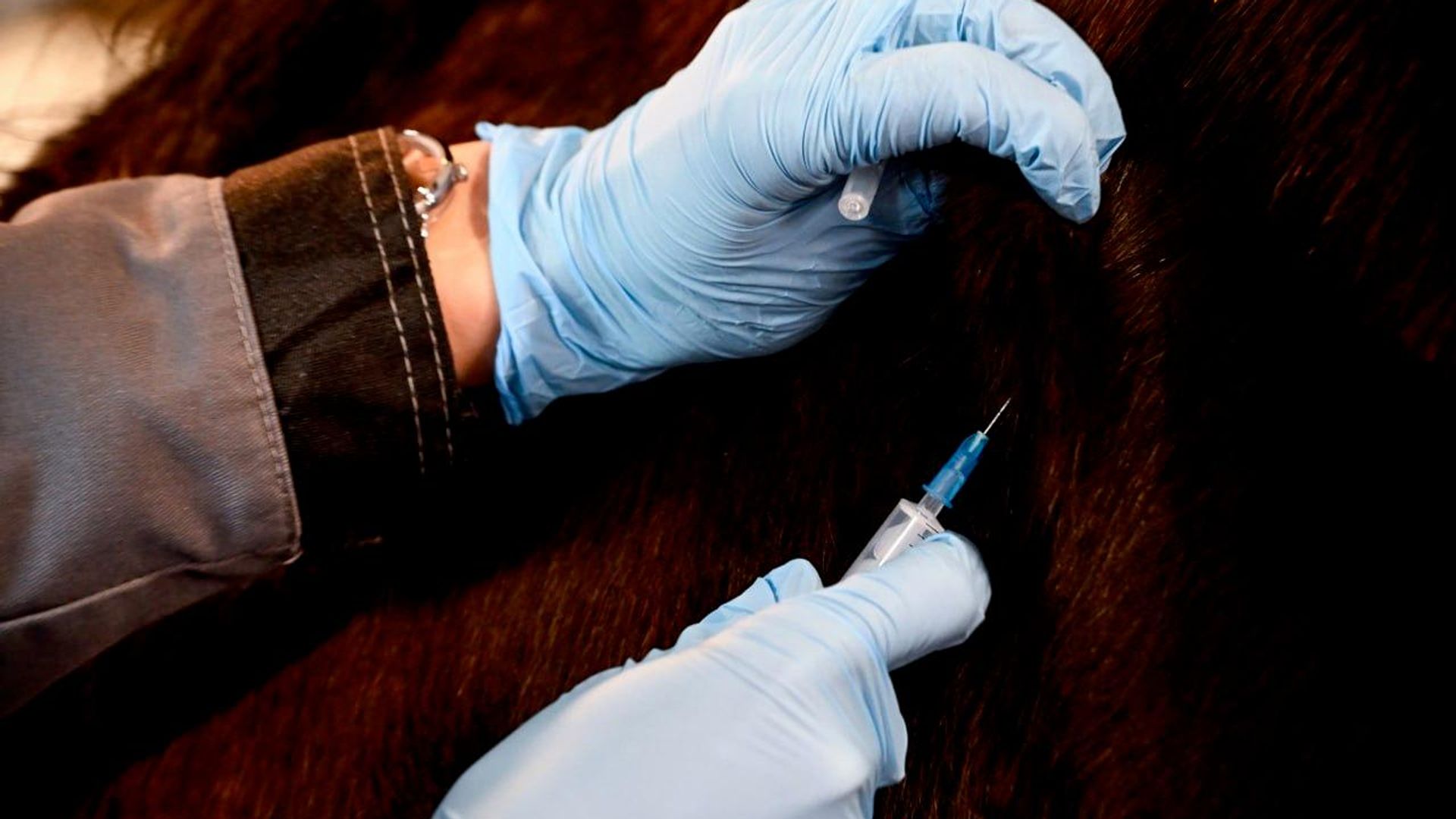 Zimbabwe & Belarus to Build Veterinary Vaccine Manufacturing Hub: State Media Zimbabwe & Belarus to Build Veterinary Vaccine Manufacturing Hub: State Media - Sputnik Africa, 1920, 29.06.2026