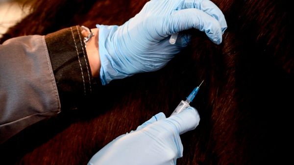 Zimbabwe & Belarus to Build Veterinary Vaccine Manufacturing Hub: State Media - Sputnik Africa
