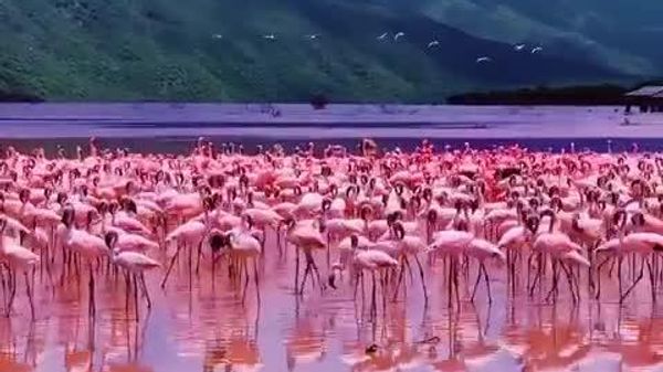Des flamants roses du Kenya perdent leur couleur - médias - Sputnik Afrique