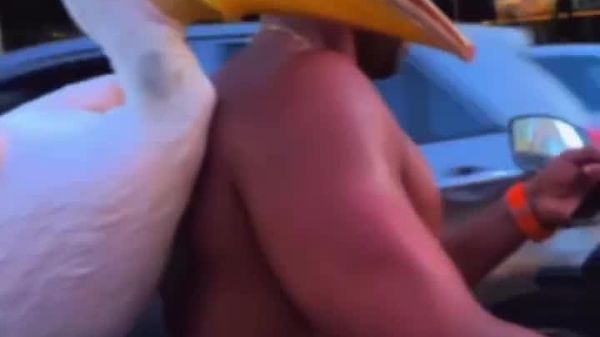 Au Liban, un jeune homme parcourt les rues à moto avec son pélican apprivoisé - Sputnik Afrique