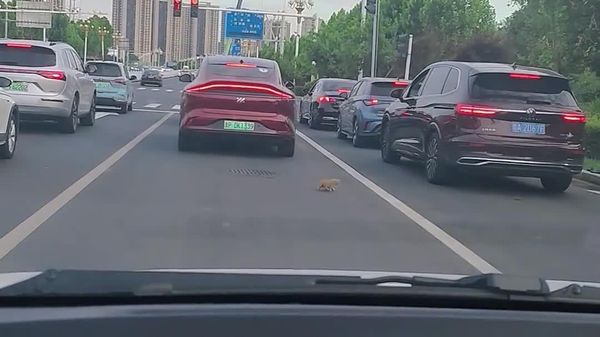 Un chaton sauvé en pleine heure de pointe en Chine - Sputnik Afrique
