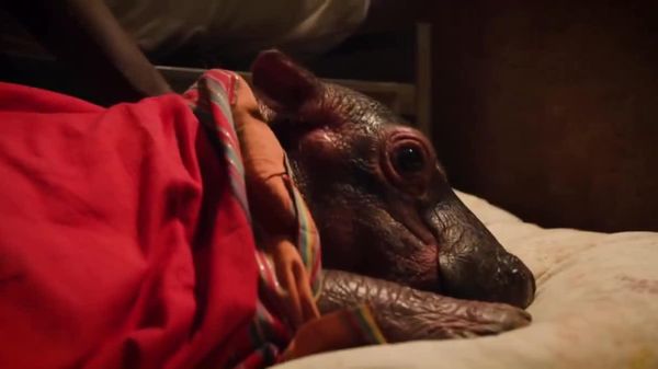 Bumpy-the-Hippo's Bedtime Comes Fast - Sputnik Africa
