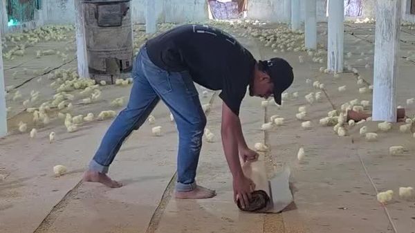 Le mode chuchoteur de poussins activé: les petites bêtes n'ont aucune chance - Sputnik Afrique