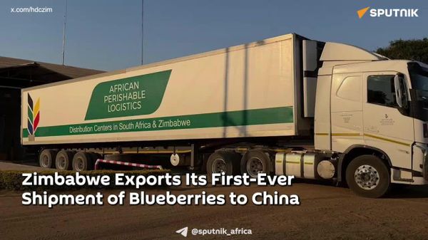 Zimbabwe Exports Its First Shipment of Blueberries to China: Statement - Sputnik Africa