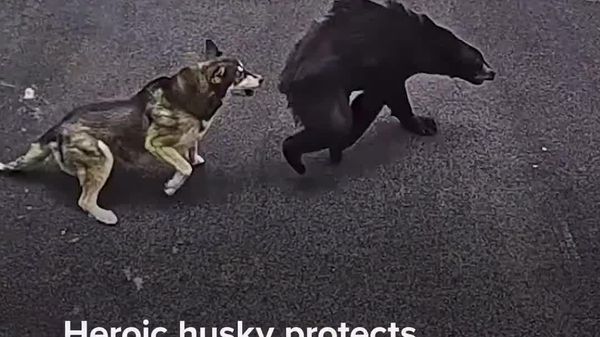 Un husky sauve un enfant d'un ours in extremis - Sputnik Afrique