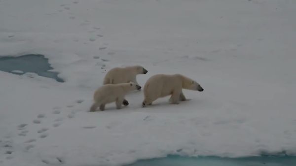 Arctic Polar Bear Family Captured on Camera at Russian Research Station - Sputnik Africa