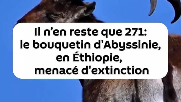 Ce bouquetin, habitant en Éthiopie, au bord de l’extinction - Sputnik Afrique