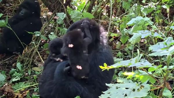 A Conservation Miracle: Twin Gorillas Survive to Six Months in DRC's Virunga National Park - Sputnik Africa