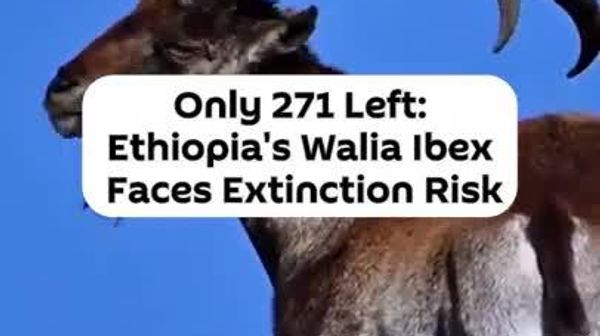 Ethiopia's Endemic Wild Goats on Edge of Extinction: International Union for Conservation of Nature - Sputnik Africa