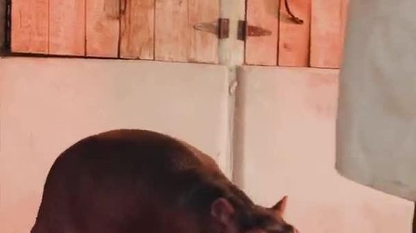 Orphaned Hippo Bumpy & Elephant Wangalla Share Unbreakable Bond - Sputnik Africa