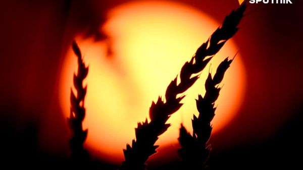 Russia's Wheat Exports to Africa Rise to Record Levels in 2025/26 - Sputnik Africa