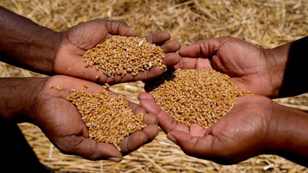 Zimbabwe Approves Summer Cropping Plan to Shield Farmers From Predicted El Niño: Agriculture Ministry - Sputnik Africa