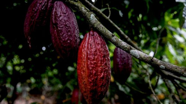 Tinubu Pronounces End to Raw African Cocoa Exports, Calls for Local Value Addition: Media - Sputnik Africa