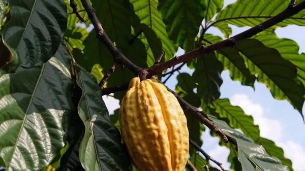 Le Président nigérian présage la fin des exportations de cacao africain brut et plaide pour une valorisation locale - Sputnik Afrique