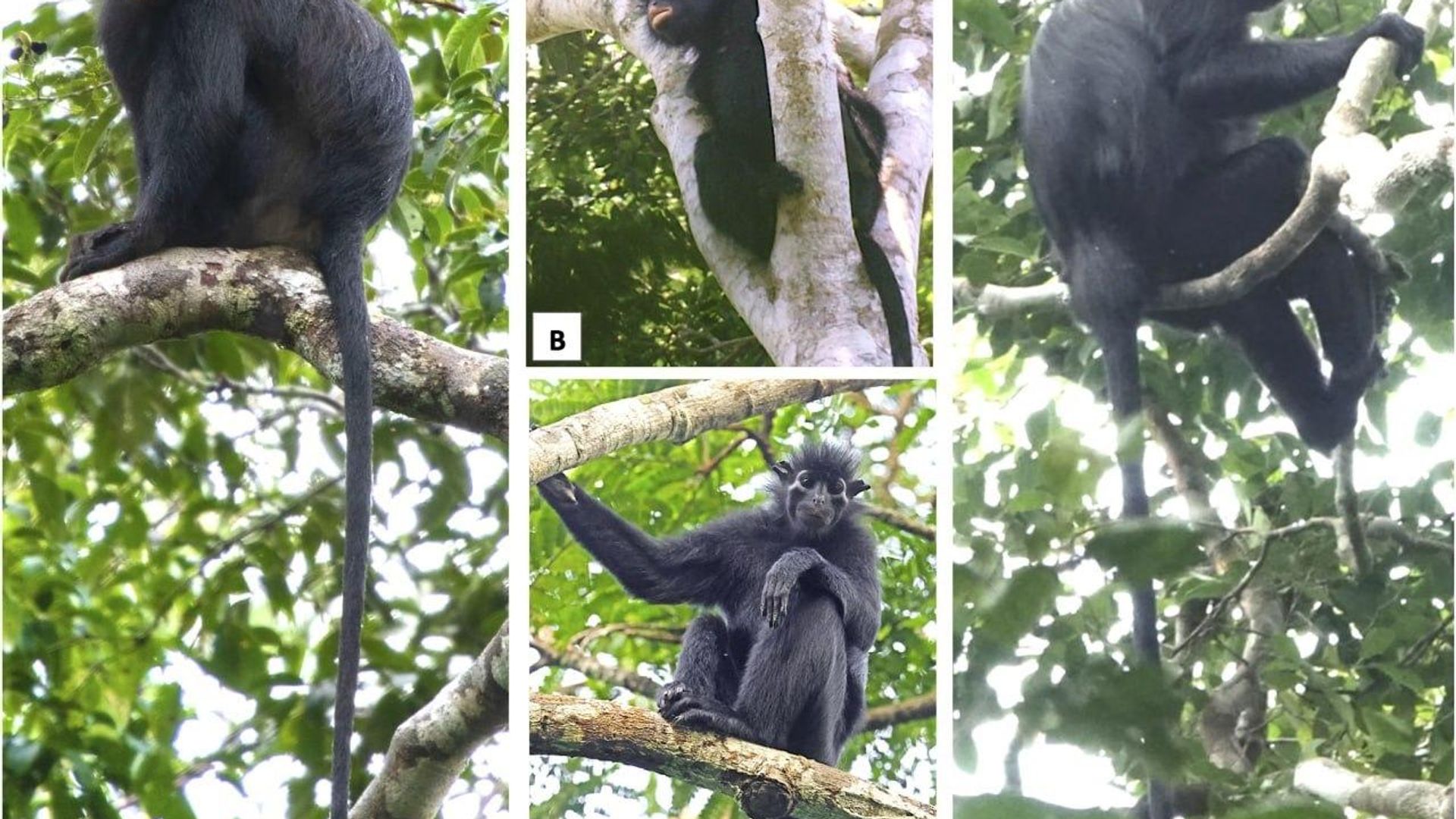 Une nouvelle espèce de singe à lèvres orange découverte en RDC Une nouvelle espèce de singe à lèvres orange découverte en RDC - Sputnik Afrique, 1920, 16.07.2026