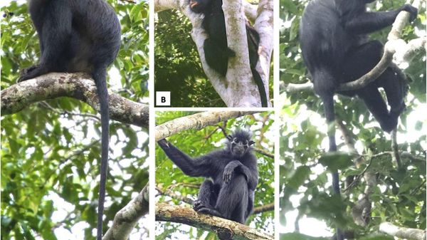 Une nouvelle espèce de singe à lèvres orange découverte en RDC - Sputnik Afrique