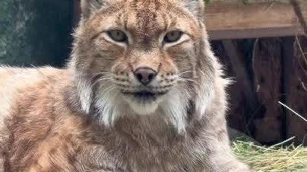 Imposing Presence: Chip the Feline Observes His Kingdom at Moscow Zoo - Sputnik Africa